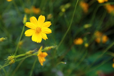 Close-up of yellow daisy blooming outdoors