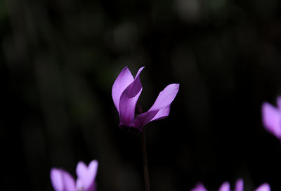 Close-up of purple crocus flower