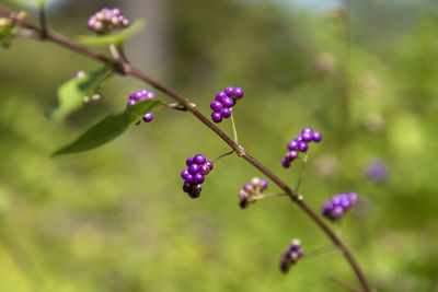 Close-up of purple berries on plant