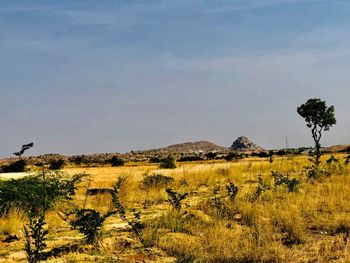 Scenic view of field against sky