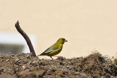 Bird perching on a plant