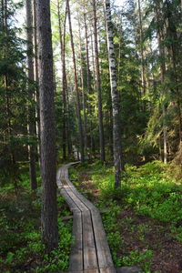 Trees in forest