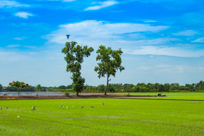 Scenic view of agricultural field against sky