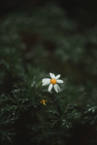 Close-up of white flowering plant in field