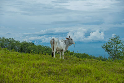 Horse standing in a field