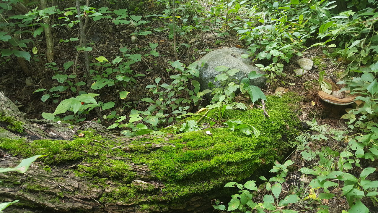 CLOSE-UP OF TREES