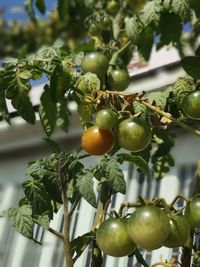 Close-up of fruit tomatoes growing on plant