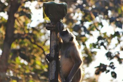 Low angle view of monkey on tree