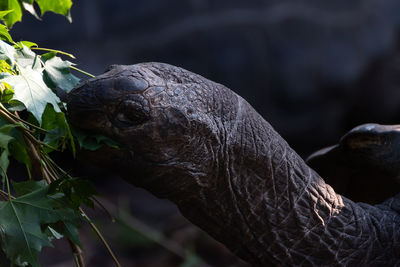 Close-up of an animal