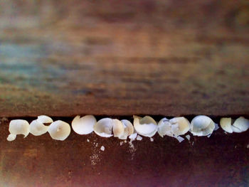 Close-up of white flowers