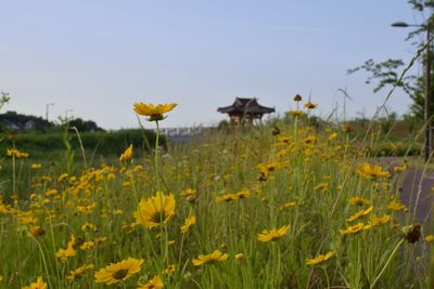 Sunflowers growing on field against sky