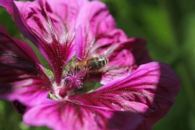 Close-up of bee pollinating on purple flower