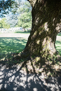 Close-up of tree trunk