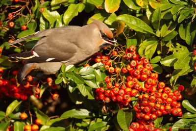 Close-up of bird perching on fruit tree
