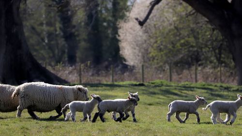Sheep and lambs 