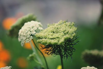 Close-up of flower tree