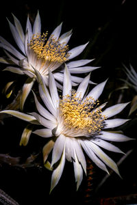 Close-up of yellow flower