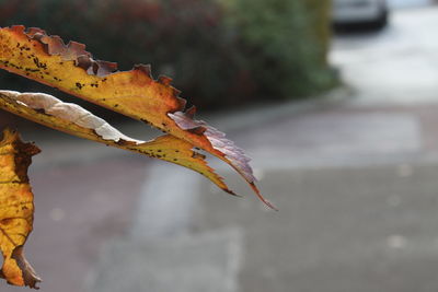 Close-up of yellow leaf on plant