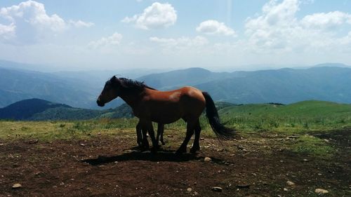 Horse standing on landscape against sky