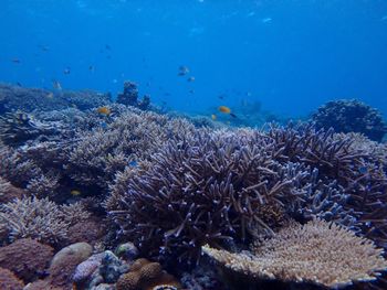 View of coral in sea