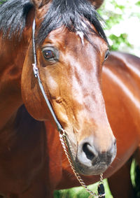 Close-up of brown horse