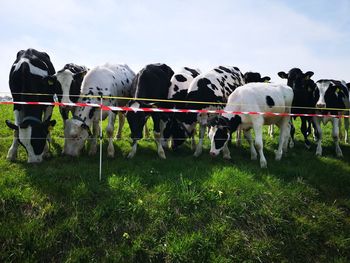 View of cows on field