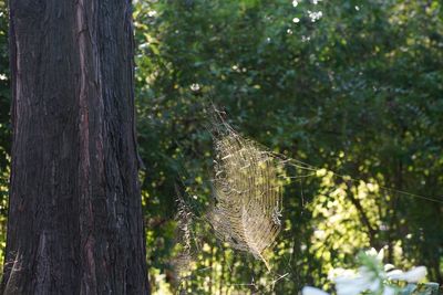 Close-up of spider web on tree trunk in forest