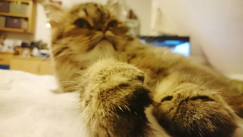 Close-up of cat relaxing on bed at home