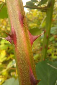 Close-up of pink flower growing on plant in garden