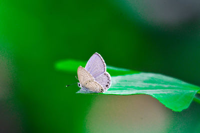 Butterfly on leaf