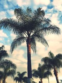 Low angle view of tree against sky