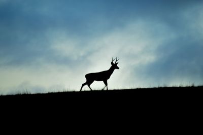 Silhouette horse on field against sky