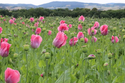 Close-up of pink flowering plants on field