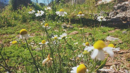 Close-up of white daisies blooming in field