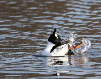 Duck swimming in lake