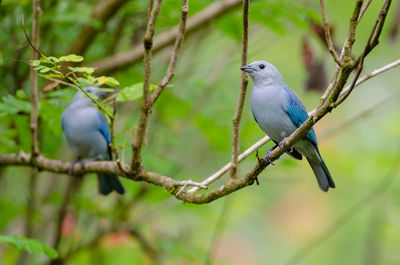 Blue-gray tanager - thraupis episcopus in puerto viejo de sarapiqui