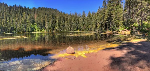 Scenic view of lake against trees in forest