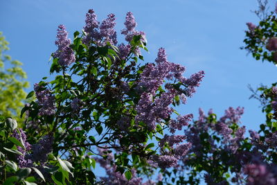 Low angle view of flowering plant against sky