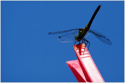 Low angle view of insect against blue sky
