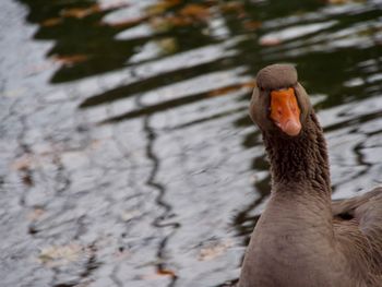 Close-up of bird
