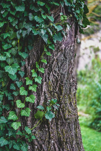 Close-up of ivy growing on tree trunk