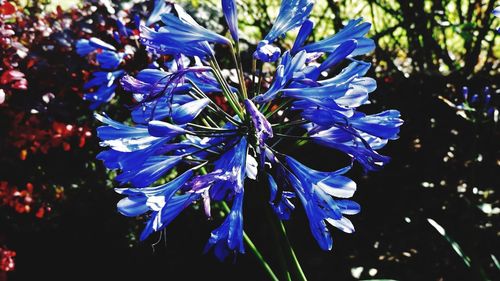 Close-up of blue flower