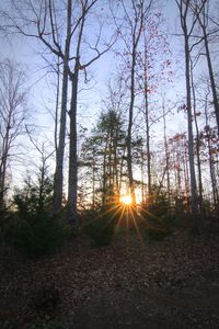 Sun shining through trees in forest