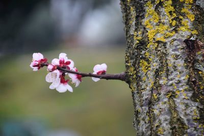 Close-up of pink cherry blossom tree