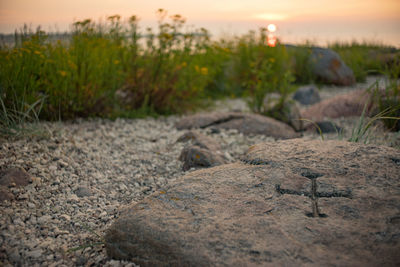 Close-up of sand on field