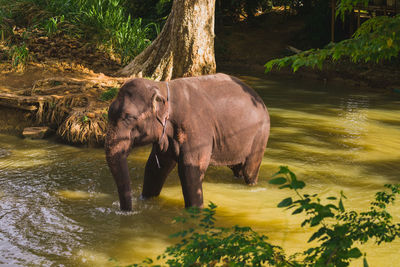 Panorama of elephant herd in water, pinnawala, sri lanka