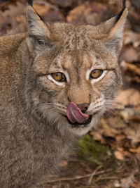 Close-up portrait of a lynx