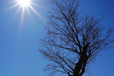 Sun shining through trees