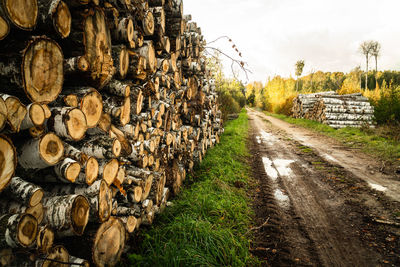 Stack of logs in the forest