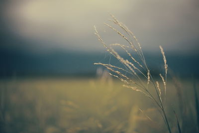 Close-up of stalks in field against sunset sky